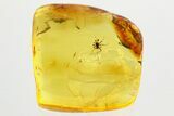 Detailed Fossil True Midge (Chironomidae) in Baltic Amber #357797-1